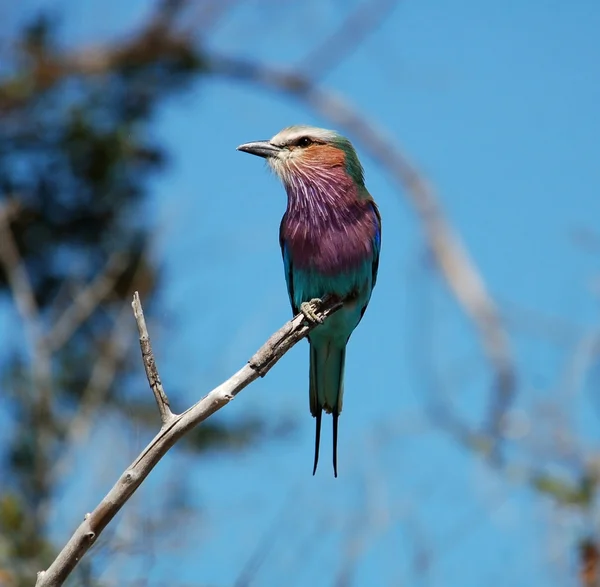 Lilacbreasted Roller — Stockfoto