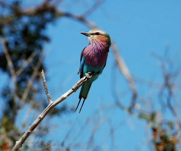 Lilacbreasted Roller — Stock Photo, Image