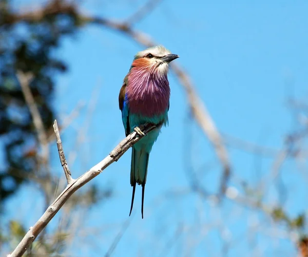 Lilacbreasted Roller — Stockfoto