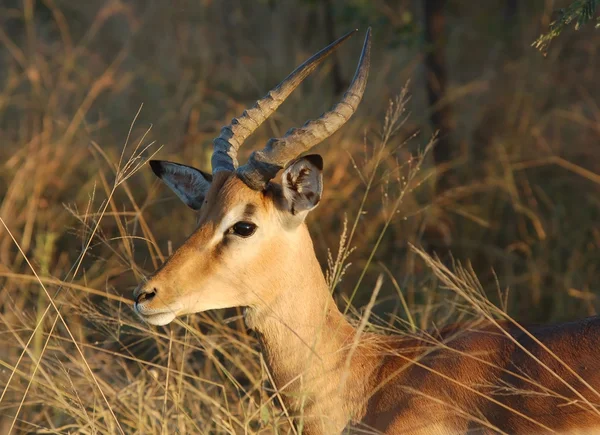 África Vida selvagem: Impala — Fotografia de Stock