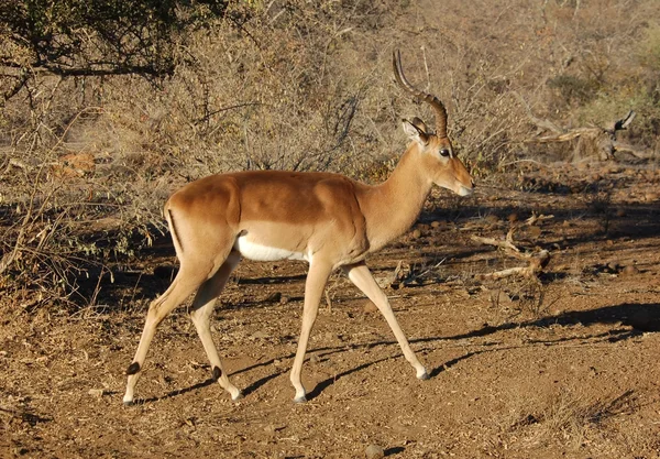 Impala antilop — Stock Fotó