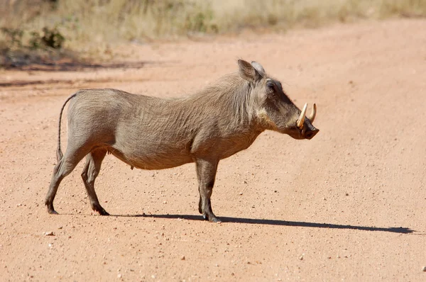 非洲疣猪 — 图库照片