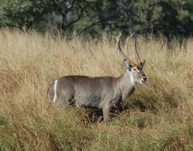 Waterbuck