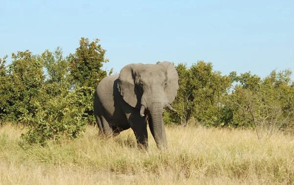Vilda djur: Afrikansk elefant — Stockfoto