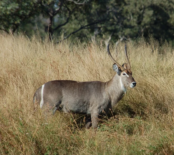 Voduška velká antilopa — Stock fotografie