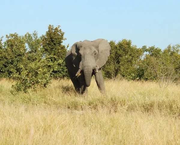 Dieren in het wild: Afrikaanse olifant Stockafbeelding