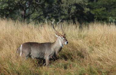 Waterbuck