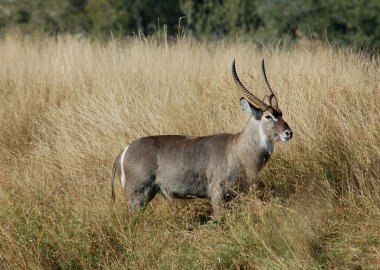 waterbuck antilop