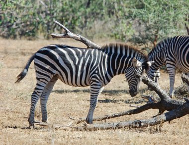 Afrika yaban hayatı: Bayağı Zebra