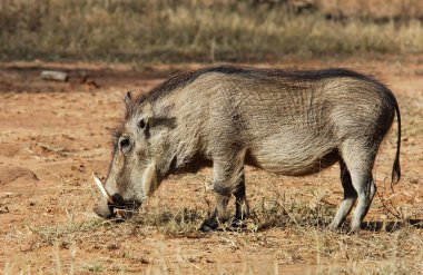 Wildlife: Warthog clipart
