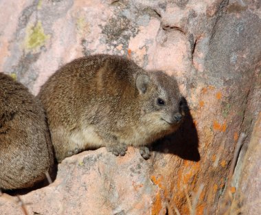 African Rock Hyrax clipart