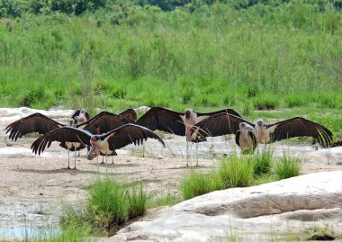 Marabou stork; Leptoptilos crumeniferus clipart