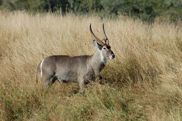 Waterbok antelope — Stockfoto