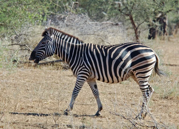 Burchell's Zebra — Stock Photo, Image