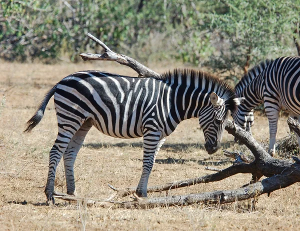 非洲野生动物: 粗黑的斑马 — 图库照片