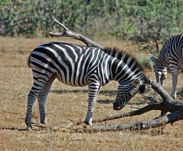 Zebra fowl in South Africa.