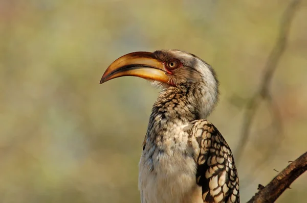 Meridionale ingiallito Hornbill — Foto Stock