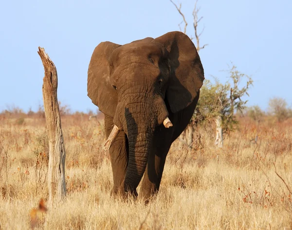 野生动物: 非洲大象 免版税图库照片