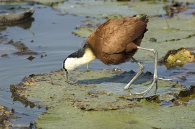 afrika jacana