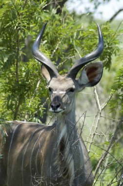 Kudu Antelope clipart