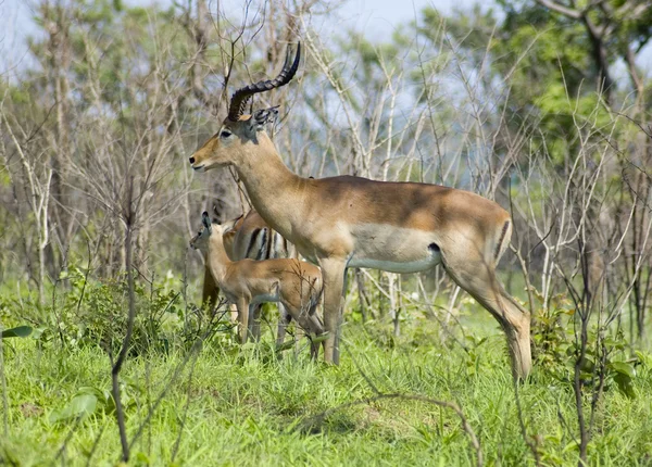 非洲野生动物: 黑斑羚 — 图库照片