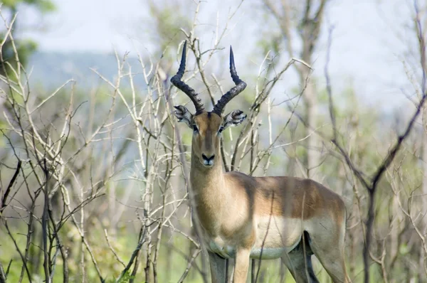 Impala antilope — Foto Stock