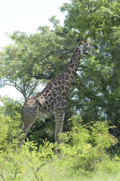 Girafa em África — Fotografia de Stock