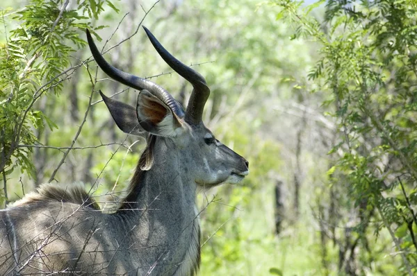 Kudu antilop — Stockfoto