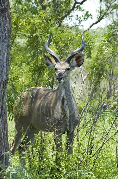 Antylopa kudu — Zdjęcie stockowe