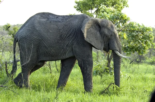 Vida selvagem: elefante africano — Fotografia de Stock
