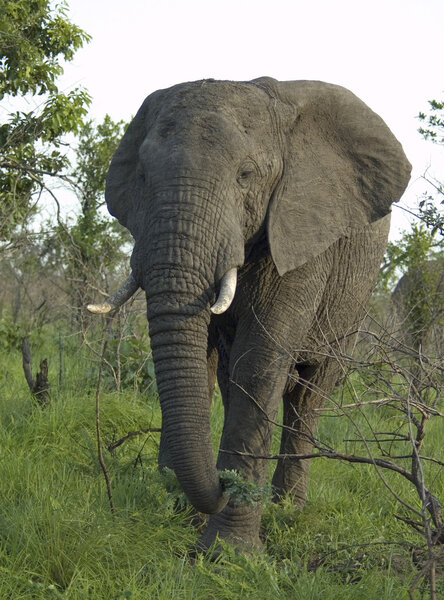 Wildlife: African Elephant