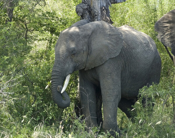 An African Elephant (Loxodonta africana) in the Kruger Park, South Africa.