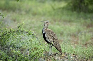 thick-Knee kuş