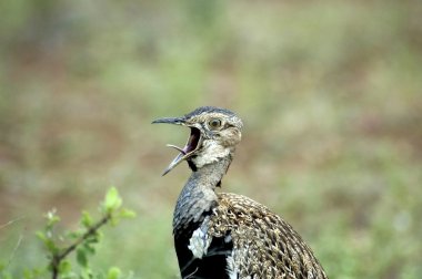 thick-Knee kuş