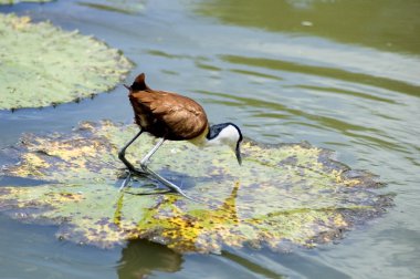 afrika jacana