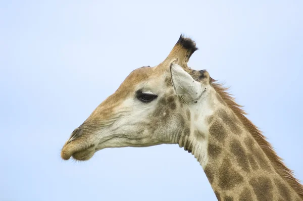 Zürafa — Stok fotoğraf