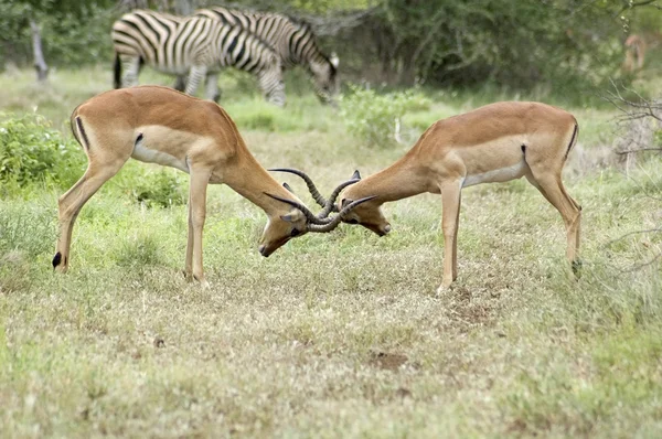黑斑羚的斗争 — 图库照片