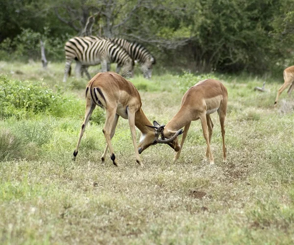 Africa Wildlife: Impala — Stock Photo, Image