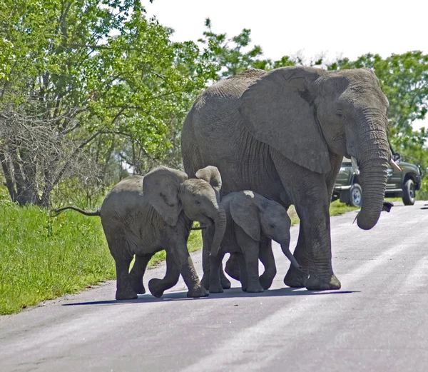 stock image African Elephants