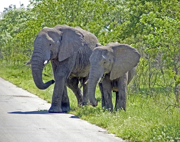 Дикая природа: африканские слоны — стоковое фото