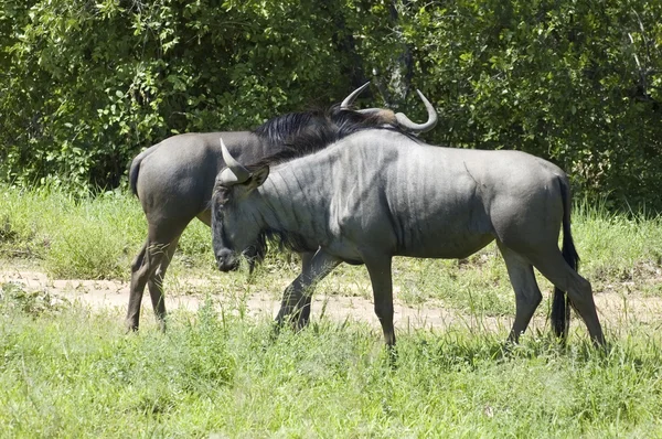 Μπλε γκνου (wildebeest) — Φωτογραφία Αρχείου