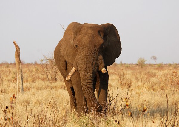 African Elephant