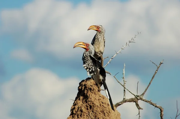 남부 yellowbilled hornbill — 스톡 사진