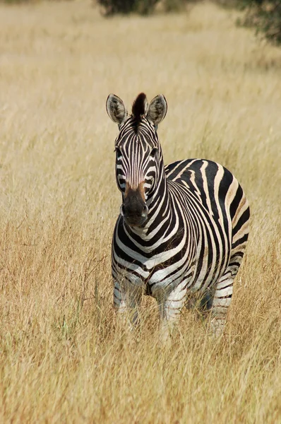 Pettyes Zebra — Stock Fotó