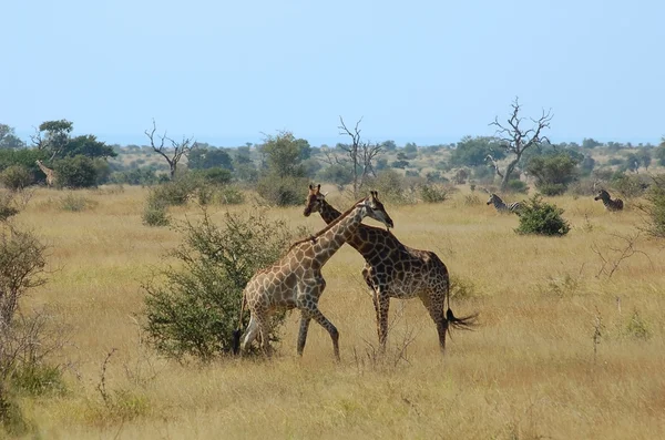 Afrika zürafa ve zebra — Stok fotoğraf