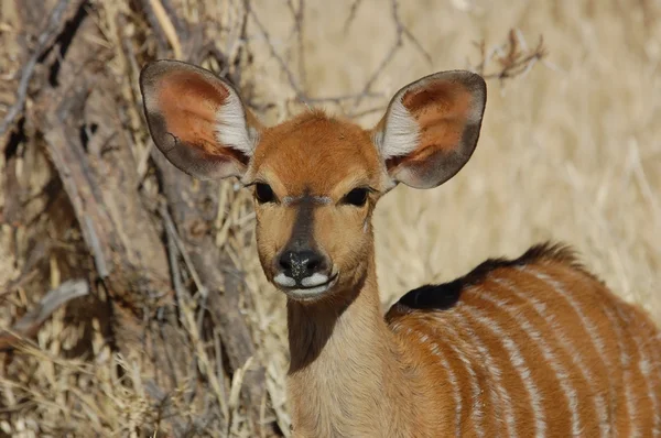 Antilope de Nyala — Photo