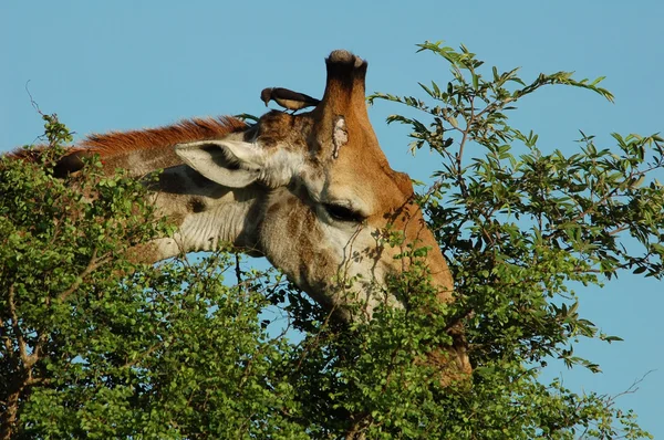 Zürafa (zürafa zürafa) — Stok fotoğraf