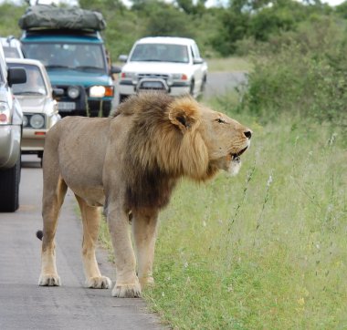 Afrika trafik sıkışıklığı: Aslan