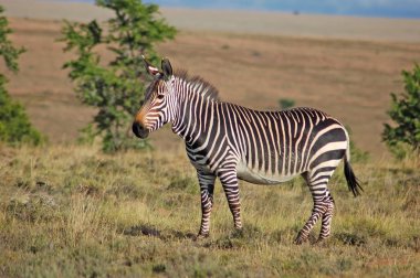 Cape Mountain Zebra clipart