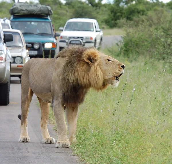 非洲交通堵塞: 狮子 — 图库照片